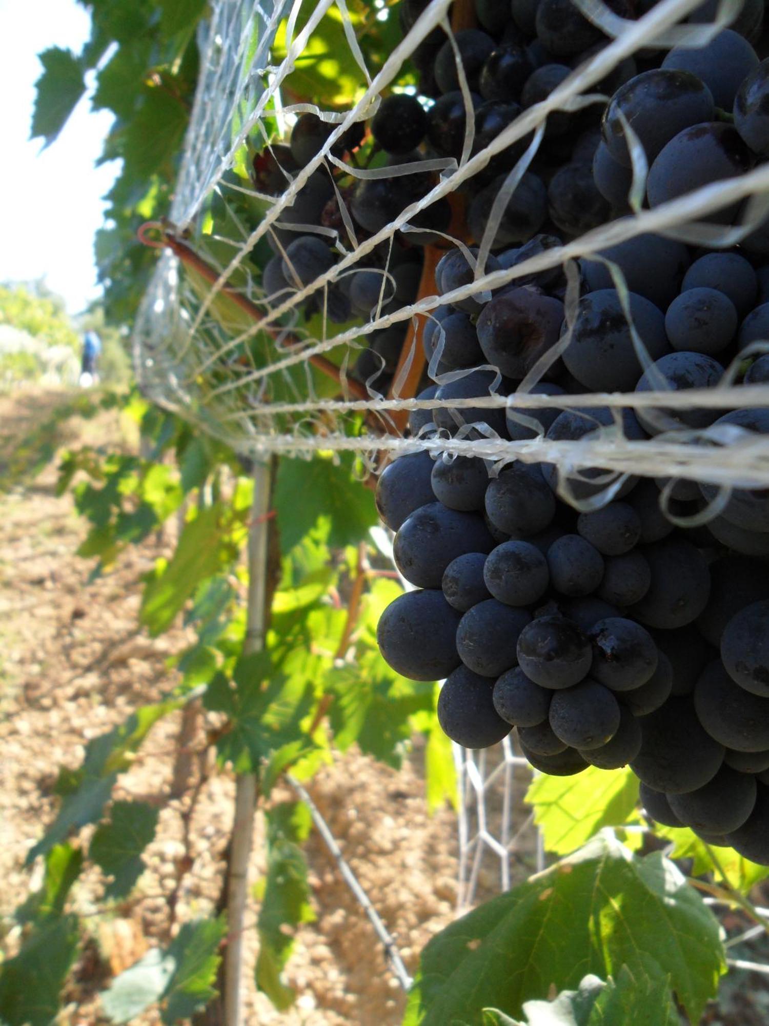Amedea Tuscany Country Experience Пістоя Екстер'єр фото